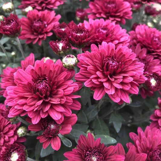 Close-up of vibrant ‘Plumberry’ Garden Mum (Chrysanthemum) flowers in full bloom, with some buds starting to open among dark green leaves—ideal for fall containers. - Photo Property of Garden Crossings LLC