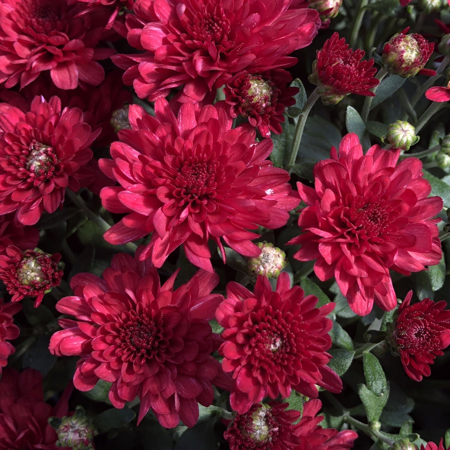 Close-up of 'Plumberry' Garden Mum (Chrysanthemum) flowers in full bloom, with green leaves and unopened buds—an ideal choice to add vibrant red color to fall containers. - Photo Property of Garden Crossings LLC