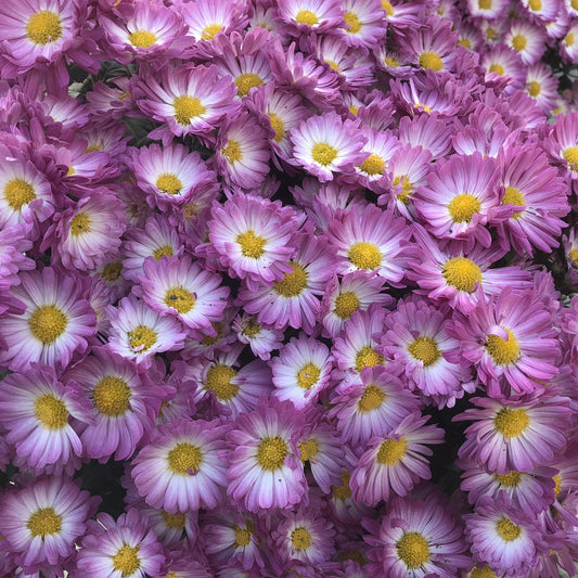 Stacy Pink' Garden Mum (Chrysanthemum) - Photo Property of Garden Crossings LLC