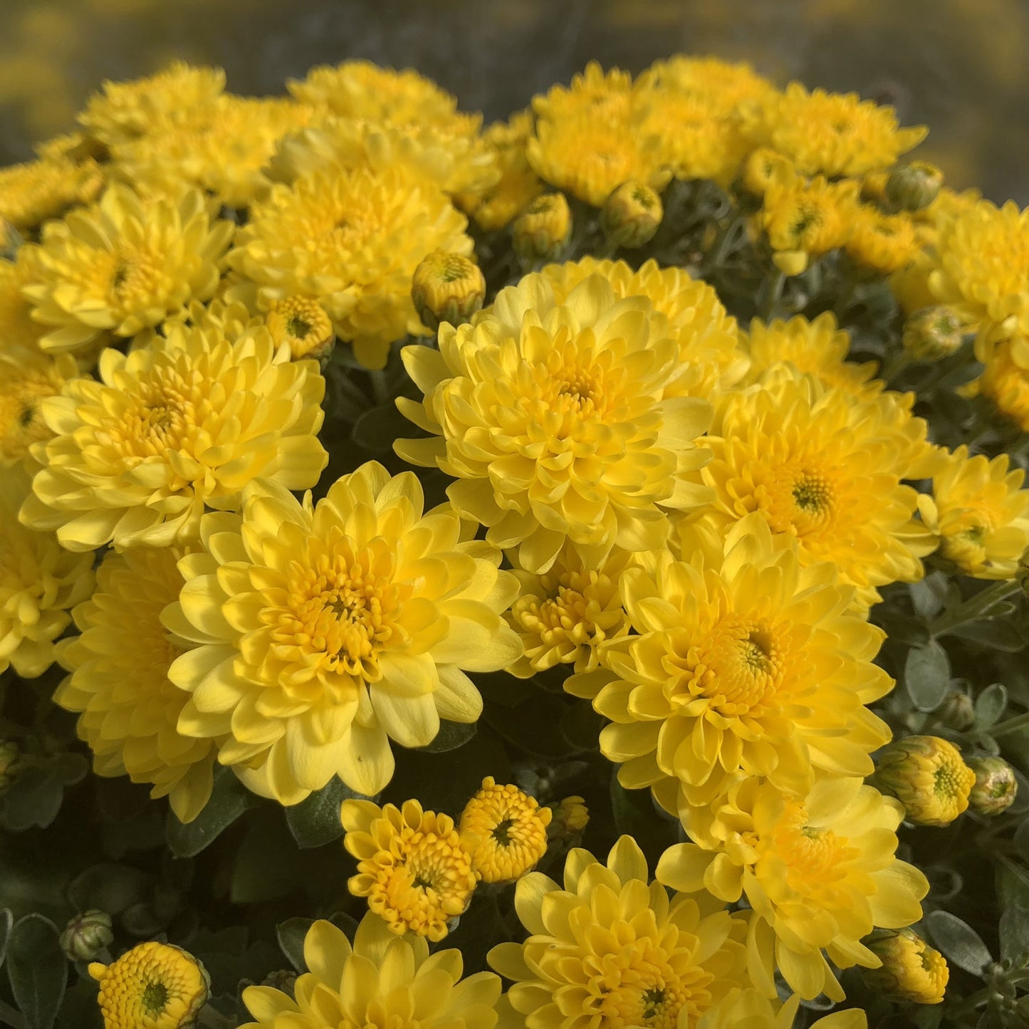 Sundance Yellow' Garden Mum (Chrysanthemum) - Photo Property of Garden Crossings LLC