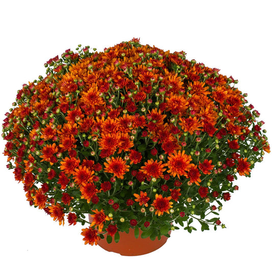The Wanda™ Bronze Garden Mum (Chrysanthemum) features lush green leaves and abundant orange-red fall blooms, presented in a pot against a white background. - Photo Courtesy of Ball Horticulture