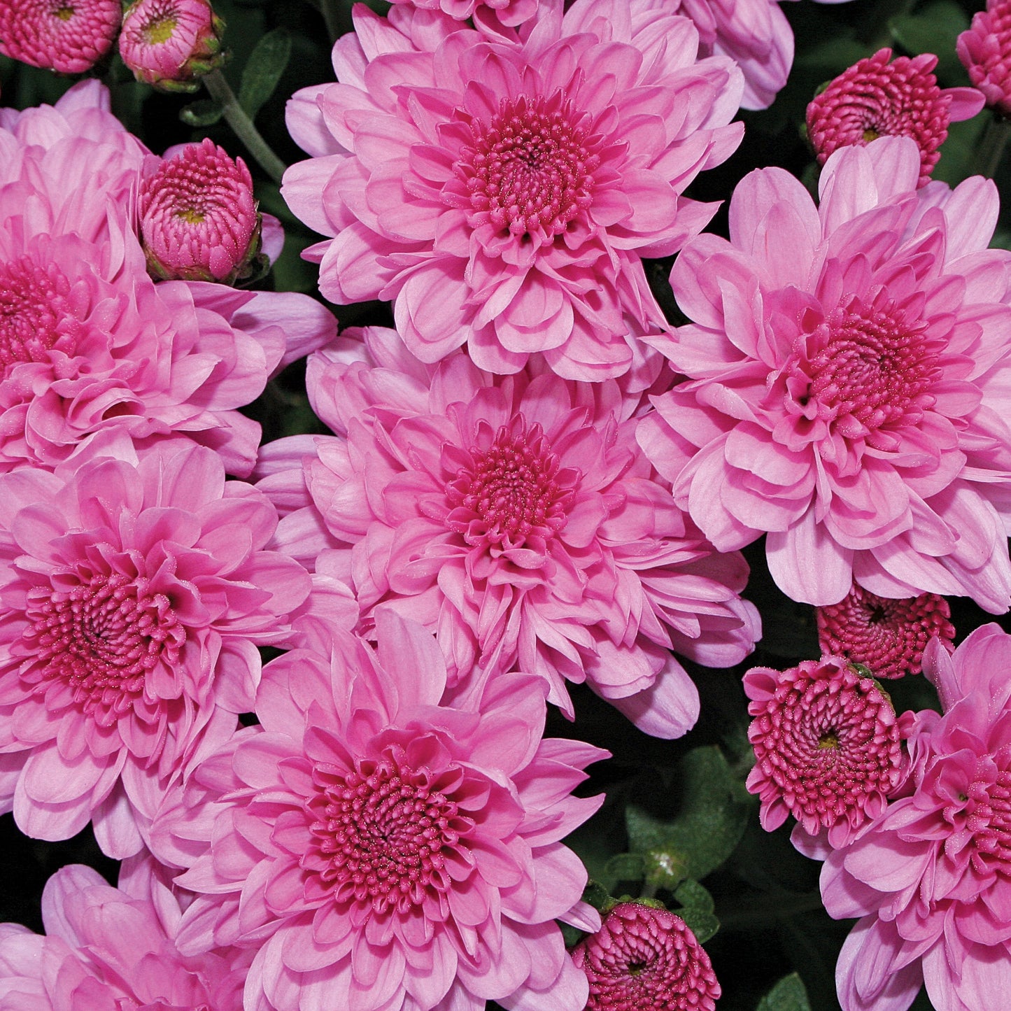 A cluster of Wanda™ Lavender Garden Mum (Chrysanthemum) blooms, showcasing vibrant pink-lavender petals and rounded buds amid dark green foliage—a stunning fall-blooming perennial for your garden. - Photo Courtesy of Ball Horticulture