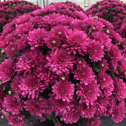 A close-up of 'Wanda Purple' Garden Mum (Chrysanthemum) shows dense clusters of vibrant blooms with layered petals and some unopened buds, highlighting the striking beauty of these fall-blooming flowers. - Photo Property of Garden Crossings LLC