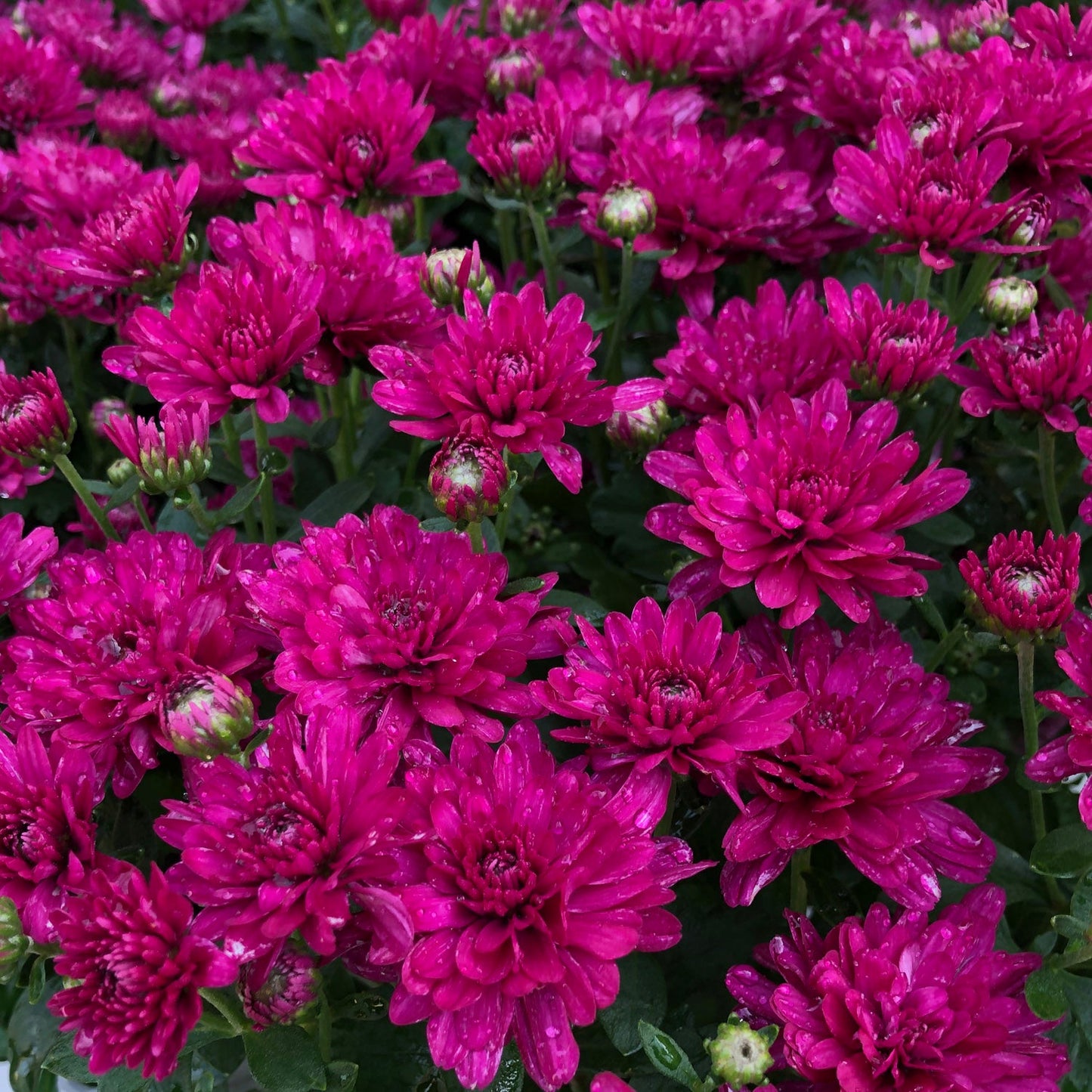 A cluster of vibrant Wanda Purple' Garden Mum (Chrysanthemum) in full bloom, featuring magenta petals, green buds, and dark green leaves nestled among the blossoms. - Photo Property of Garden Crossings LLC