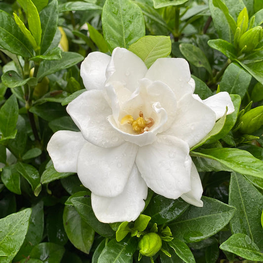 Pillow Talk® Gardenia - Photo Courtesy of Proven Winners, Inc.