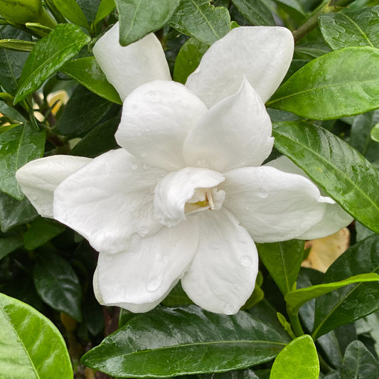 Pillow Talk® Gardenia - Photo Courtesy of Proven Winners, Inc.
