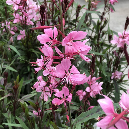 Clusters of delicate pink flowers with long, narrow petals and dark green leaves grow on tall stems outdoors—the drought-tolerant Karalee® Petite Pink Butterfly Flower (Gaura) is also known as butterfly flower - Photo Property of Garden Crossings LLC