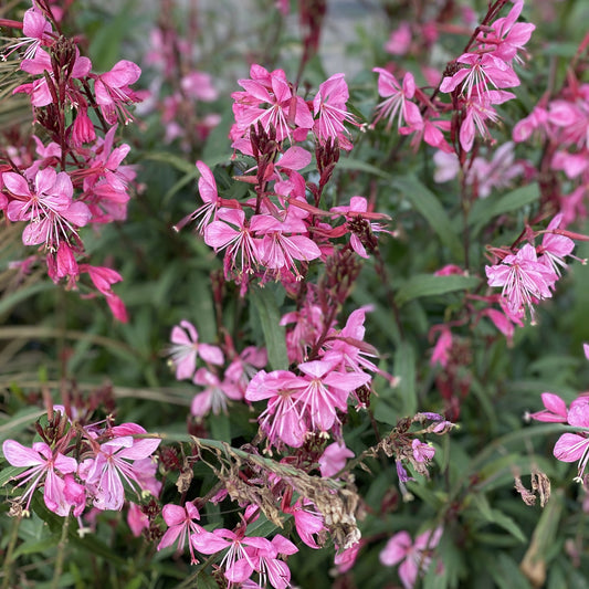 Clusters of bright pink flowers with long petals and slender green leaves, Karalee® Petite Pink Butterfly Flower (Gaura) thrives outdoors. Drought tolerant, it blooms densely with fresh blossoms - Photo Property of Garden Crossings LLC