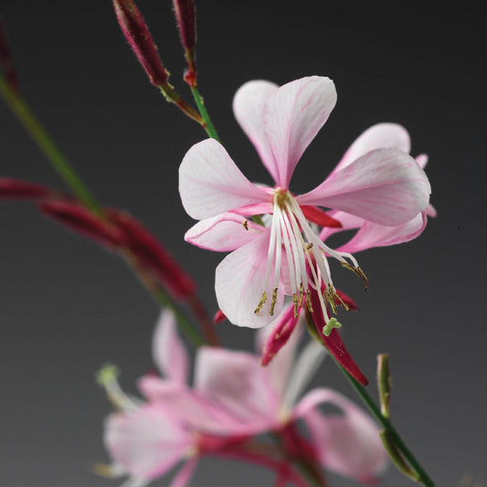 A close-up of the Stratosphere™ Pink Picotee Butterfly Flower (Gaura) displays its pale pink, veined petals, long stamens, and slender green stems on a dark gray background, with buds and soft-focused blooms behind - Photo Courtesy of Proven Winners, Inc.