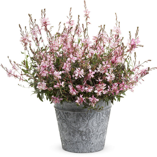 A decorative gray pot holds a Stratosphere™ Pink Picotee Butterfly Flower (Gaura), a drought-tolerant plant with slender green stems and many small, delicate pink blooms - Photo Courtesy of Proven Winners, Inc. Decorative pot not included.