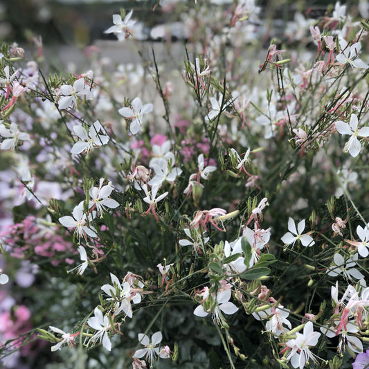 Stratosphere™ White Butterfly Flower (Gaura) features delicate white and light pink blooms on slender green stems and leaves, creating a soft, airy look - Photo Property of Garden Crossings LLC