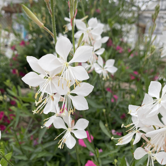 Stratosphere™ White Butterfly Flower (Gaura) features delicate white blooms with long stamens set against green foliage.Hints of pink in the background - Photo Property of Garden Crossings LLC