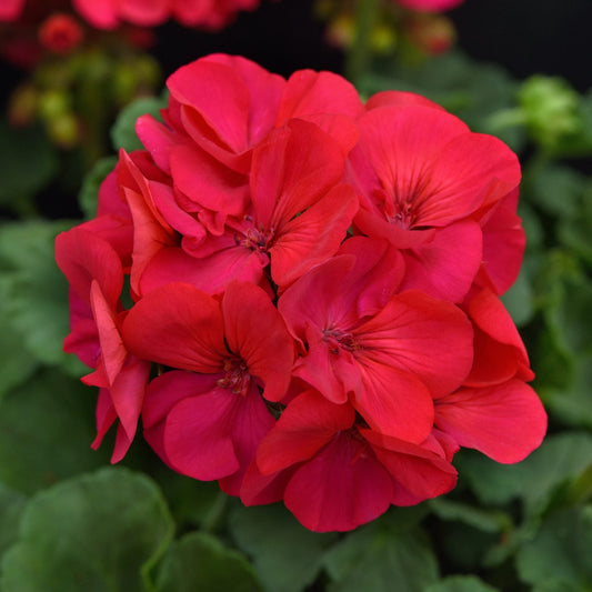 Close-up of a lone cluster of vibrant pinkish red blooms, the Solera™ Fuchsia Zonal Geranium (Pelargonium) shine amid lush green leaves - Photo Courtesy of Ball Horticulure, Inc.