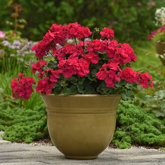 A tan planter with vibrant pinkish-red blooms of Solera™ Fuchsia Zonal Geranium (Pelargonium) sits on a stone surface outdoors, surrounded by lush greenery and garden flowers - Photo Courtesy of Ball Horticulure, Inc. Decorative pot not included.