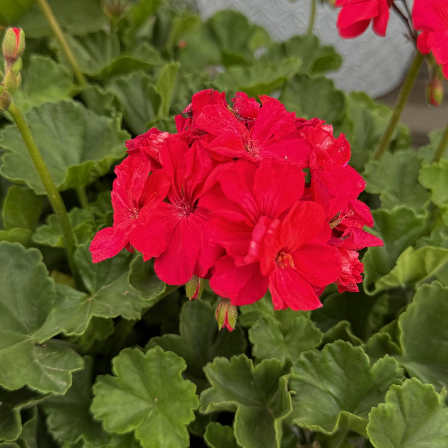 A single cluster of vivid fuchsia Solera™ Zonal Geranium (Pelargonium) blooms, stands out among rounded green leaves, with additional foliage and a softly blurred background behind - Photo Property of Garden Crossings LLC.