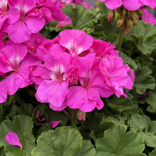 Close-up of pink Solera™ Lavender Zonal Geranium (Pelargonium) with green rounded leaves and vibrant pink-lavender blooms featuring subtle white streaks - Photo Property of Garden Crossings LLC.