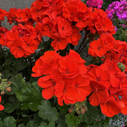 Solera™ Orange Zonal Geranium (Pelargonium) - Photo Property of Garden Crossings LLC