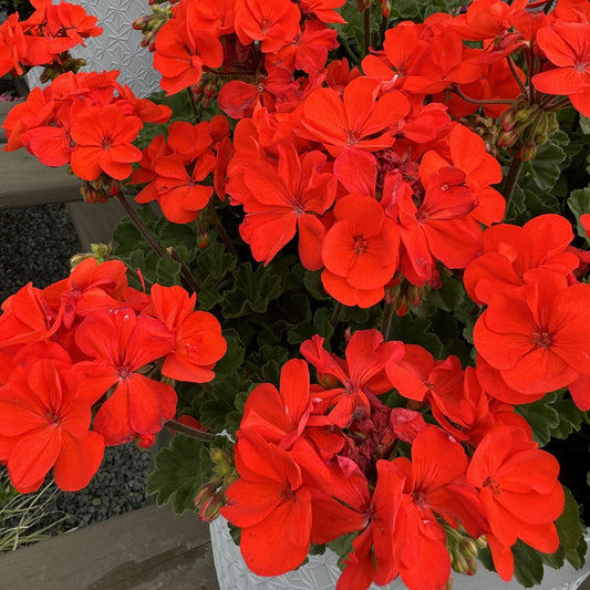 A close-up of vibrant Solera™ Orange Zonal Geranium (Pelargonium) flowers with green leaves blooming in a white textured planter—an ideal drought-tolerant option for containers, set against wooden planks and gray stones. - Photo Property of Garden Crossings LLC.