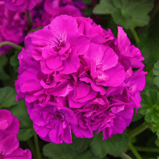 A close-up of Solera™ Purple Zonal Geranium (Pelargonium) displays a cluster of lavender-pink blooms surrounded by green leaves, highlighting the plant's vibrant color and compact growth habit - Photo Courtesy of Ball Horticulure, Inc.