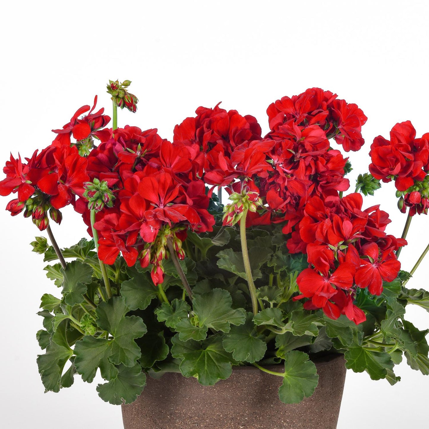 A brown pot holds vibrant Solera™ Dark Red Zonal Geranium (Pelargonium) flowers and lush green leaves - Photo Courtesy of Ball Horticulure, Inc. Decorative pot not included.