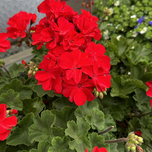 Solera™ Red Zonal Geranium (Pelargonium) - Photo Property of Garden Crossings LLC