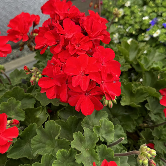 Vivid scarlet blooms of the Solera™ Red Zonal Geranium (Pelargonium) burst among lush, scalloped leaves, with unopened buds nearby. A blurred background suggests a flourishing container garden filled with greenery - Photo Property of Garden Crossings LLC.