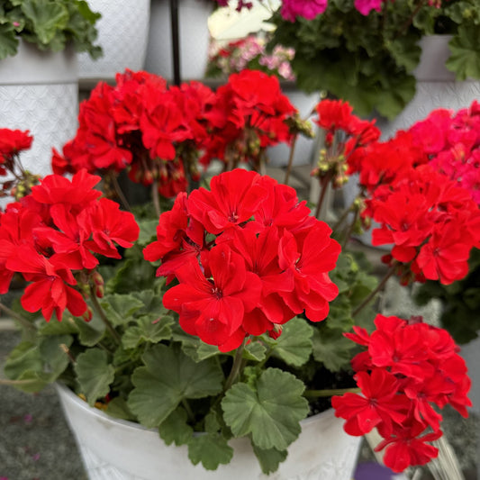 Vibrant scarlet blooms of the Solera™ Red Zonal Geranium (Pelargonium) burst from a white textured pot, accented by lush green leaves and companion container garden displays in the background - Photo Property of Garden Crossings LLC. Decorative pot not included.