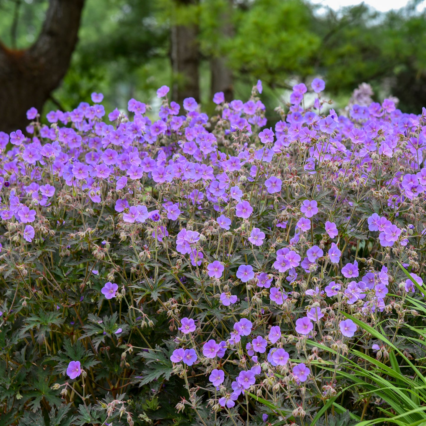 Boom Chocolatta' Cranesbill (Geranium) - Photo Courtesy of Walters Gardens, Inc.