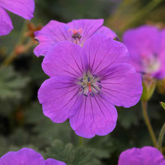 Purple Glow Cranesbill (Geranium) - Photo Courtesy of Ball Horticulure, Inc.