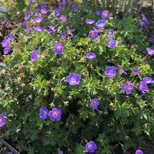 Rozanne' Cranesbill (Geranium) - Photo Property of Garden Crossings LLC