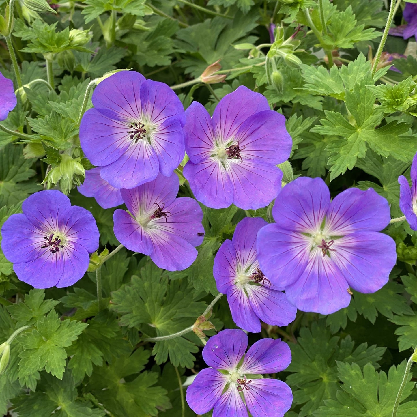 Close-up of ‘Rozanne’ Cranesbill (Geranium) features purple perennial flowers with dark centers and delicate veins above lush, serrated green leaves. This plant clusters tightly, forming a vibrant and colorful groundcover display - Photo Property of Garden Crossings LLC.