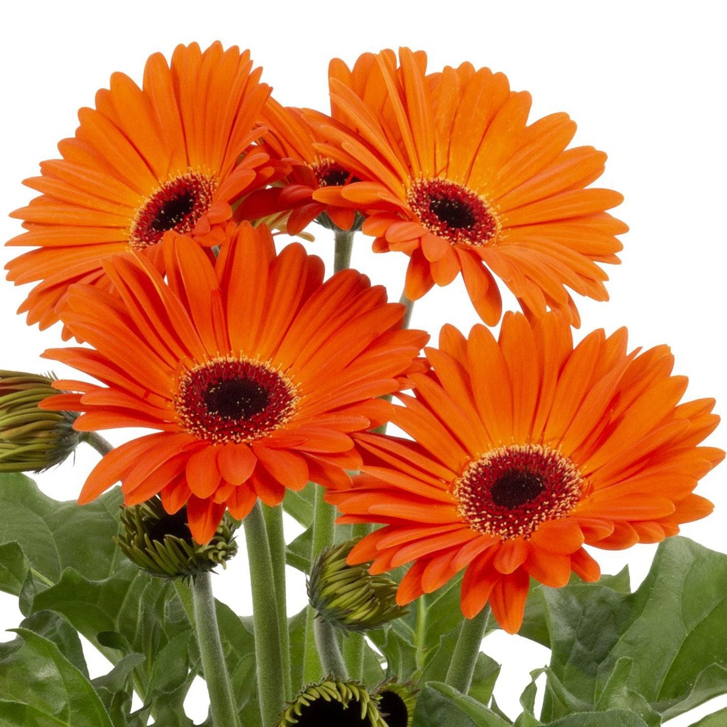 The Joybera Orange Gerbera features four vibrant orange blooms with dark centers, green stems, and leaves against a white background. Buds accompany the large blooming daisies for a lively garden look - Photo Courtesy of Ball Horticulure, Inc.