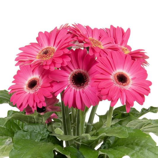 Joybera Pink Gerbera - Photo Courtesy of Ball Horticulure, Inc.