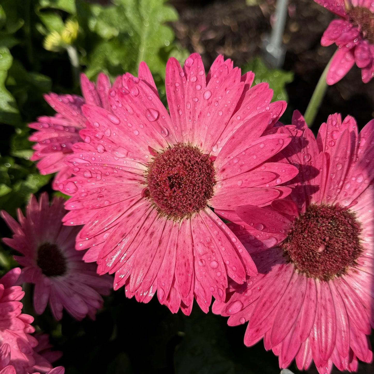 Close-up of Joybera Pink Gerbera flowers with water droplets on vibrant hot pink petals, surrounded by green leaves and other large daisy-like blooms, all illuminated by sunlight - Photo Property of Garden Crossings LLC.