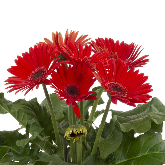 Joybera Red Gerbera - Photo Courtesy of Ball Horticulure, Inc.