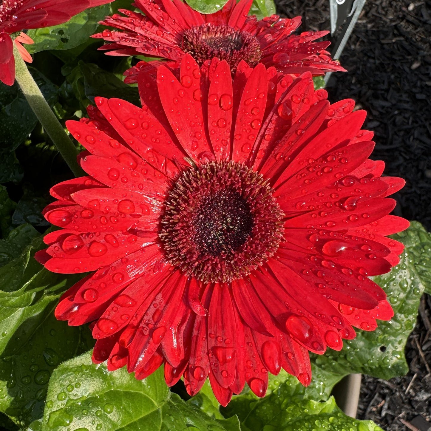 Joybera Red Gerbera - Photo Property of Garden Crossings LLC
