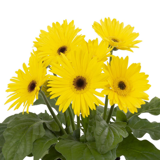 Joybera Yellow Gerbera - Photo Courtesy of Ball Horticulure, Inc.