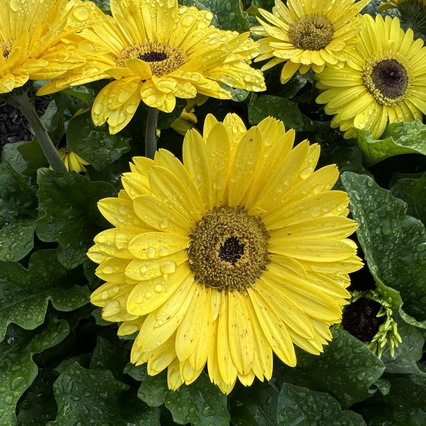 Close-up of Joybera Yellow Gerbera flowers with vibrant yellow blooms and water droplets, surrounded by green leaves. The largest daisy is in focus at the center, creating a striking garden display - Photo Property of Garden Crossings LLC.