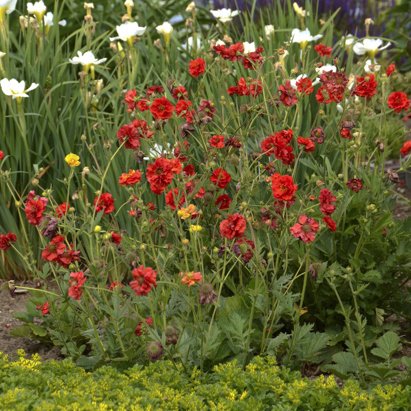 A garden bed with clusters of bright red 'Blazing Sunset' Avens (Geum), some yellow flowers, tall green leaves, and white blooms in the background - Photo Courtesy of Walters Gardens, Inc.