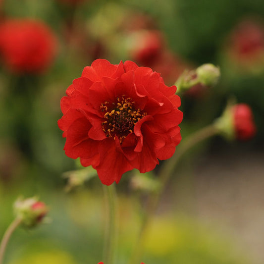 Close-up of a single vibrant 'Blazing Sunset' Avens (Geum) flower features layered red petals and a yellow-brown center, set against a blurred green background - Photo Courtesy of Walters Gardens, Inc.