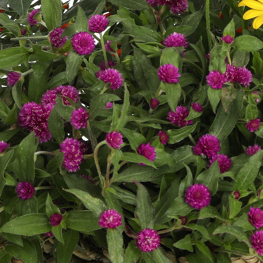 Lil' Forest™ Plum Bachelor Button (Gomphrena) - Photo Courtesy of Proven Winners, Inc.