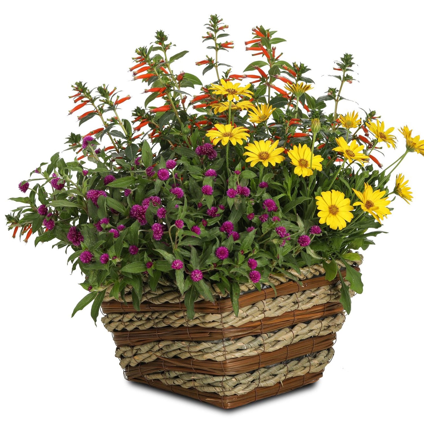 A woven basket holds vibrant cut flowers, featuring Lil' Forest™ Plum Bachelor Button (Gomphrena), yellow daisies, and orange tubular blooms, all set against a plain white background - Photo Courtesy of Proven Winners, Inc. Decorative pot not included.