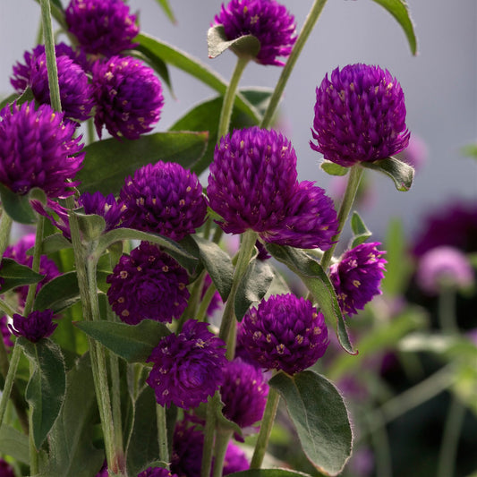 Ping Pong Purple Globe Amaranth (Gomphrena) - Photo Courtesy of Ball Horticulure, Inc.
