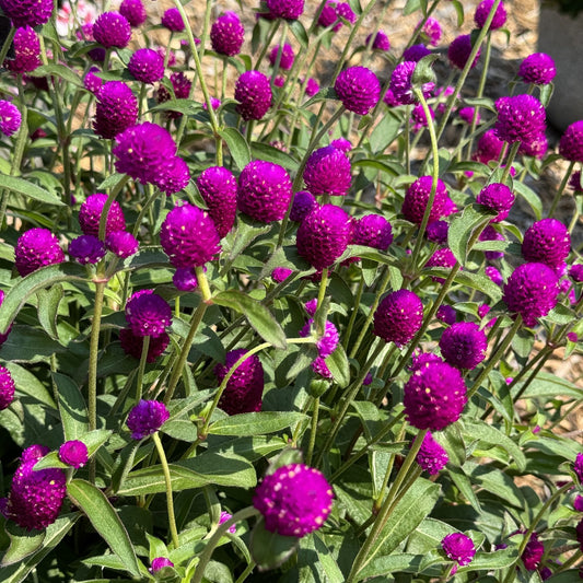 Ping Pong Purple Globe Amaranth (Gomphrena) - Photo Property of Garden Crossings LLC