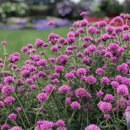 Truffula® Pink Globe Amaranth (Gomphrena) features vibrant pink blooms with green stems and leaves in the foreground. The background fades to a colorful garden and grassy lawn - Photo Property of Garden Crossings LLC.