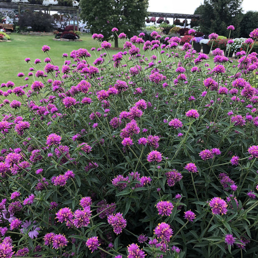 Truffula® Pink Globe Amaranth (Gomphrena) - Photo Property of Garden Crossings LLC