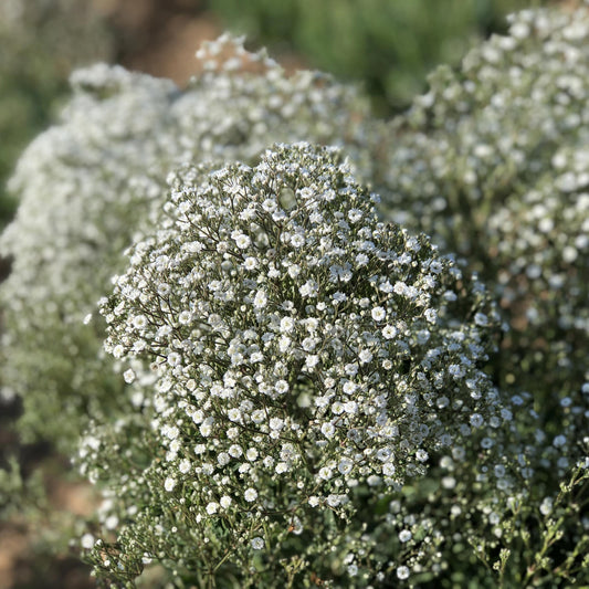 Festival Star® Baby's Breath (Gypsophila) - Photo Property of Garden Crossings LLC