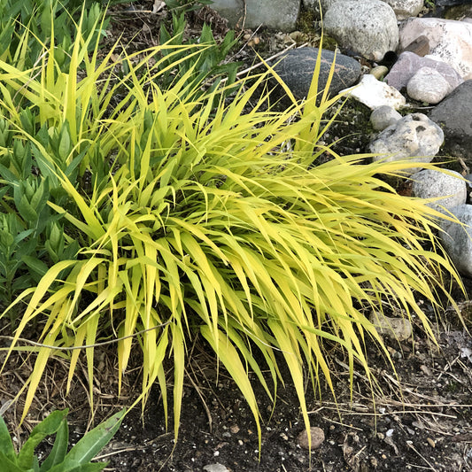 All Gold' Japanese Forest Grass (Hakonechloa) - Photo Property of Garden Crossings LLC