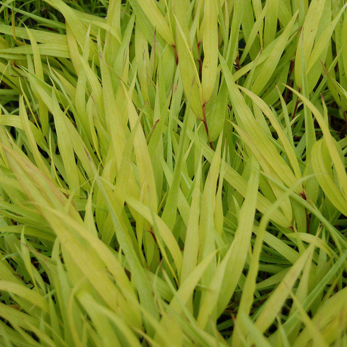 A close-up of ‘All Gold’ Japanese Forest Grass (Hakonechloa) shows its vibrant, bright green, long, and narrow blades growing closely together against a lush shade garden backdrop - Photo Courtesy of Walters Gardens, Inc.
