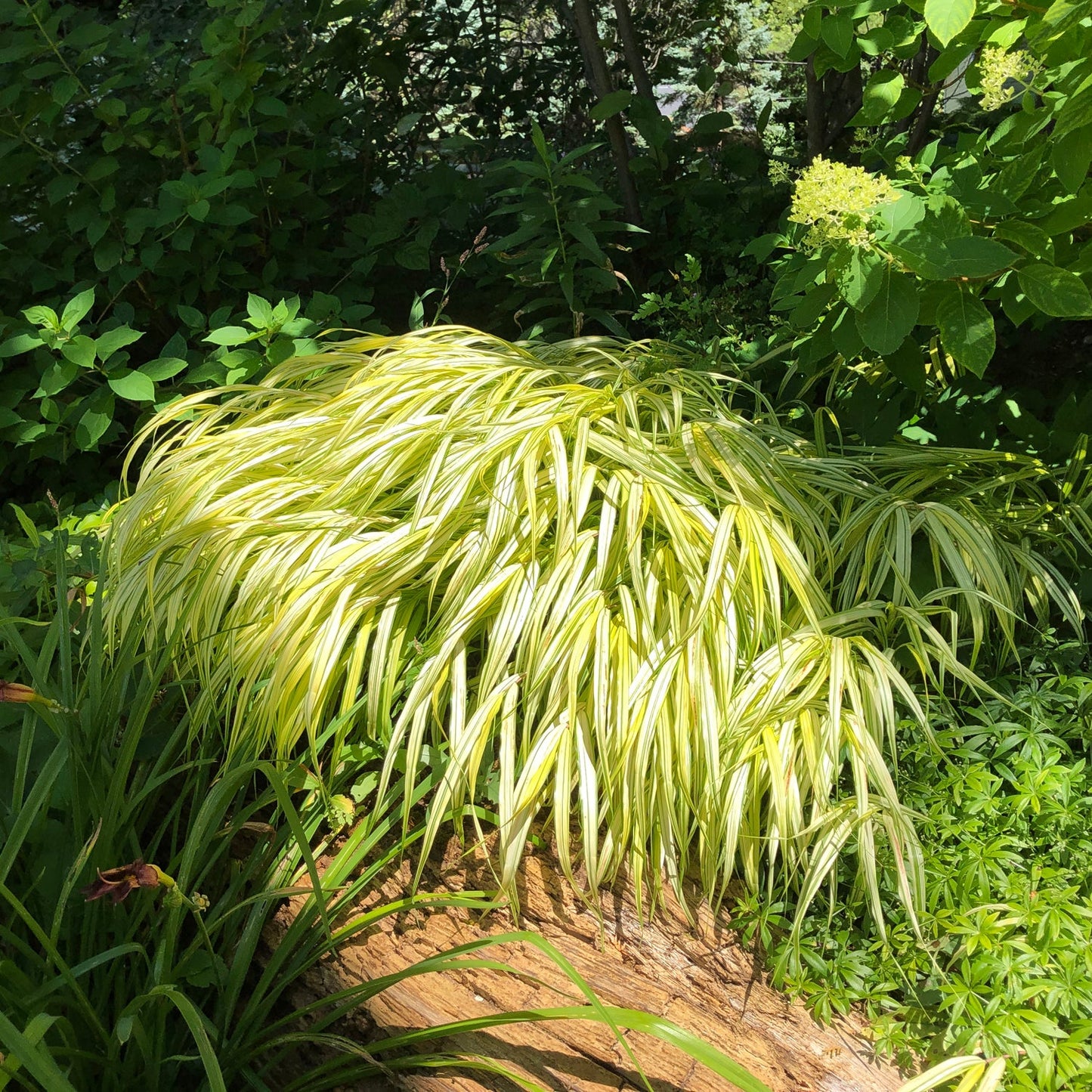 A clump of 'Aureola' Japanese Forest Grass (Hakonechloa) with long, narrow yellow-green leaves grows in a shaded garden, surrounded by lush green foliage and dappled sunlight - Photo Property of Garden Crossings LLC.